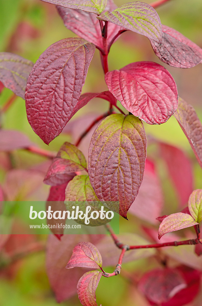 524021 - Cornouiller sanguin (Cornus sanguinea)