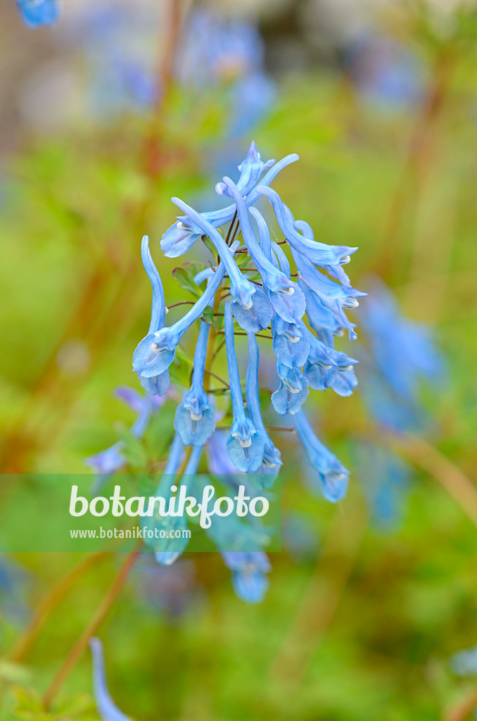 533339 - Corydale bleue (Corydalis elata x flexuosa 'Tory MP')