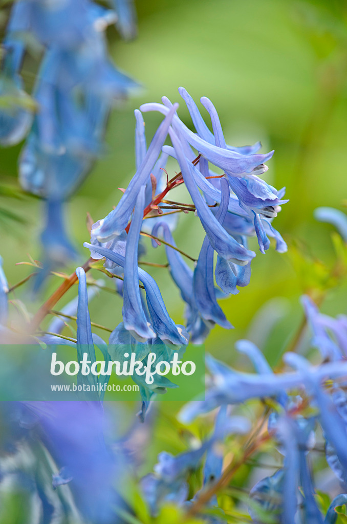 533522 - Corydale bleue (Corydalis elata 'Spinners')