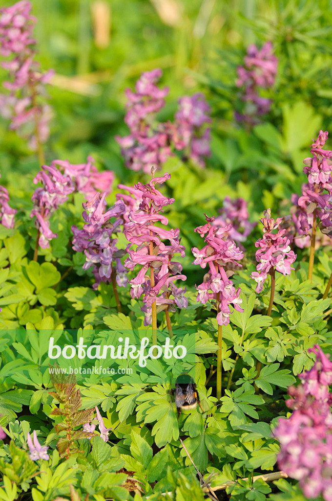 471026 - Corydale creuse (Corydalis cava)