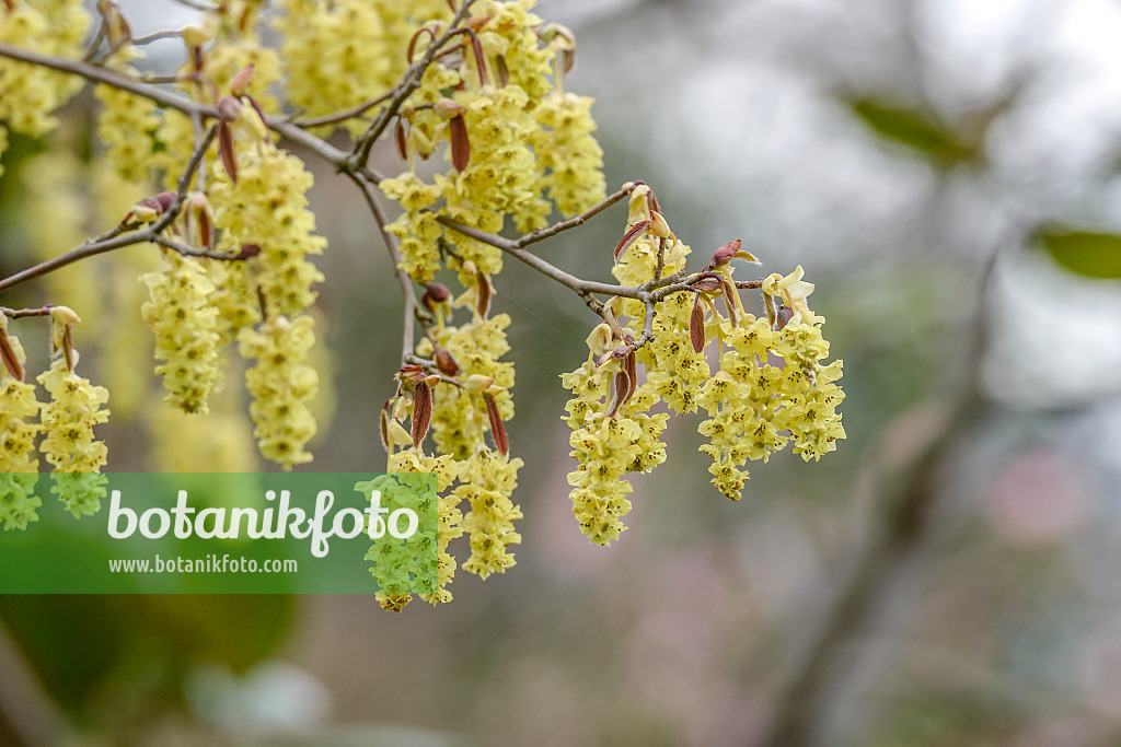 558088 - Corylopsis sinensis 'Spring Purple'