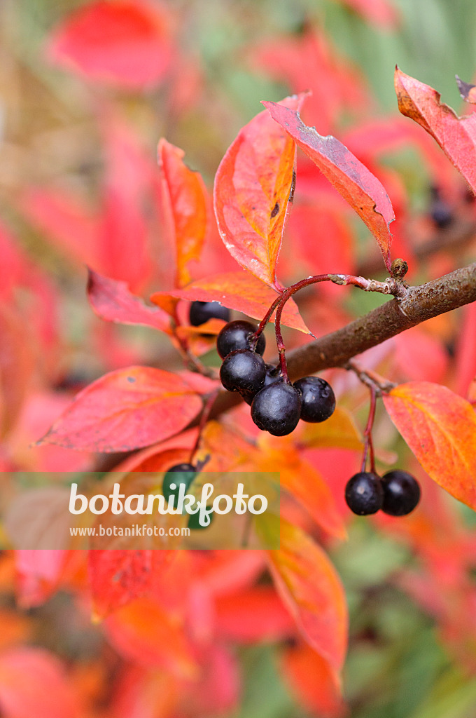 477175 - Cotonéaster (Cotoneaster foveolatus)