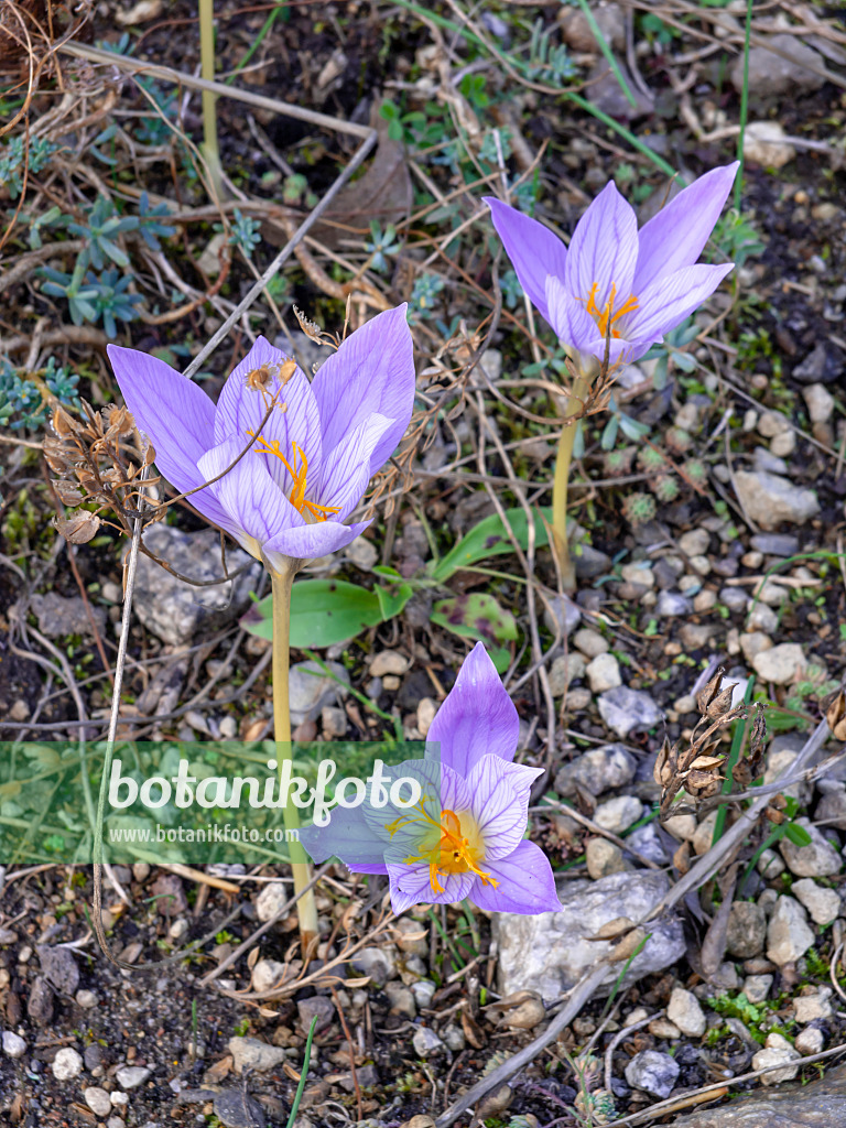 465112 - Crocus d'automne (Crocus speciosus)