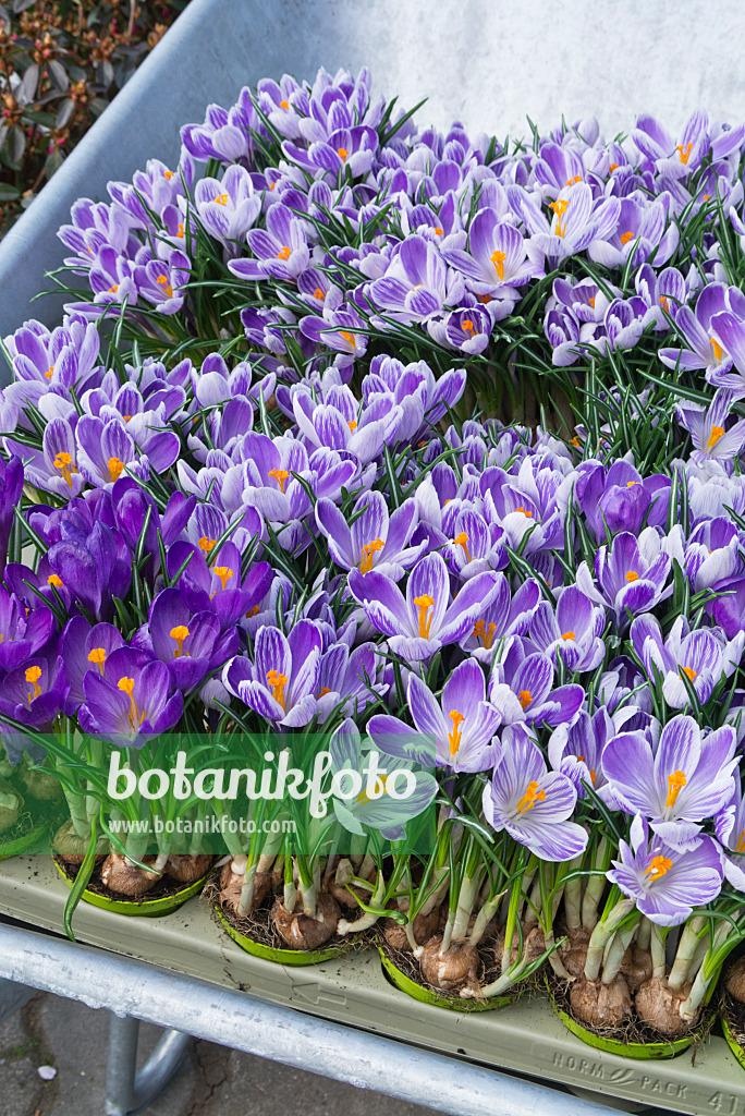 543017 - Crocus dans des pots de fleurs