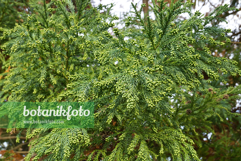 607247 - Cryptoméria du Japon (Cryptomeria japonica)