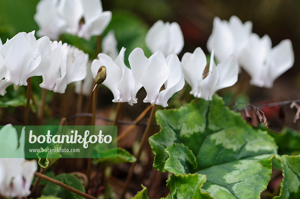 488093 - Cyclamen à feuilles de lierre (Cyclamen hederifolium 'Amaze Me' syn. Cyclamen neapolitanum 'Amaze Me')