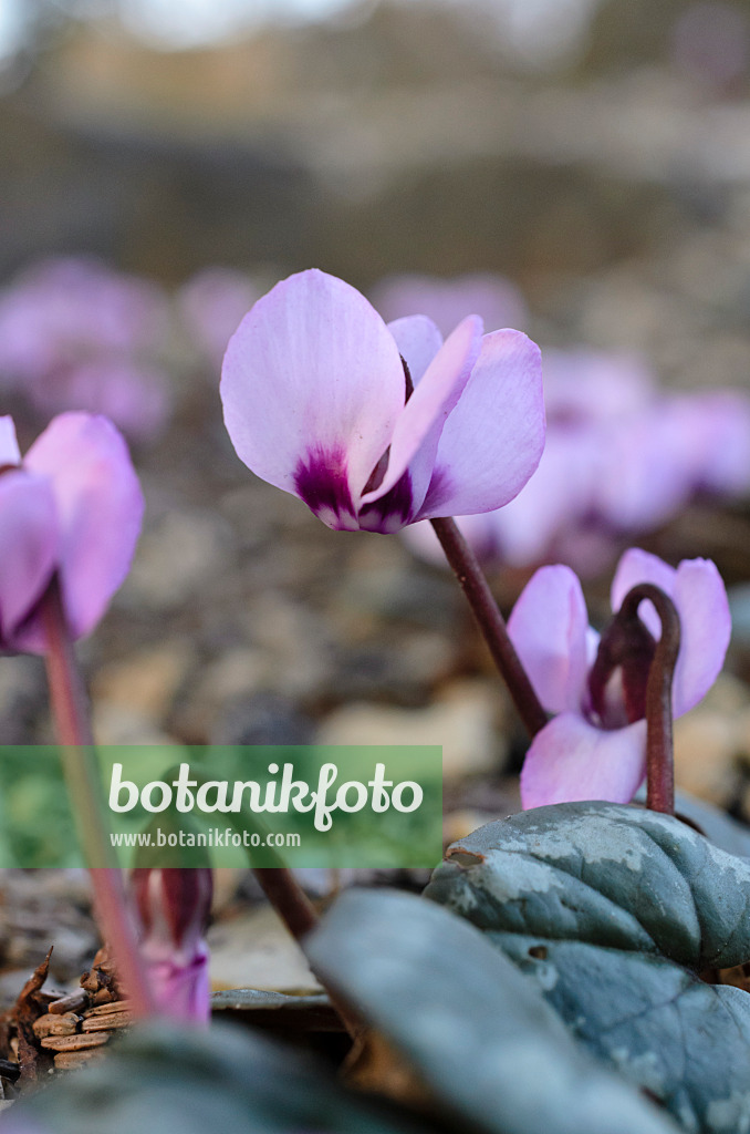 518079 - Cyclamen à feuilles rondes (Cyclamen coum)