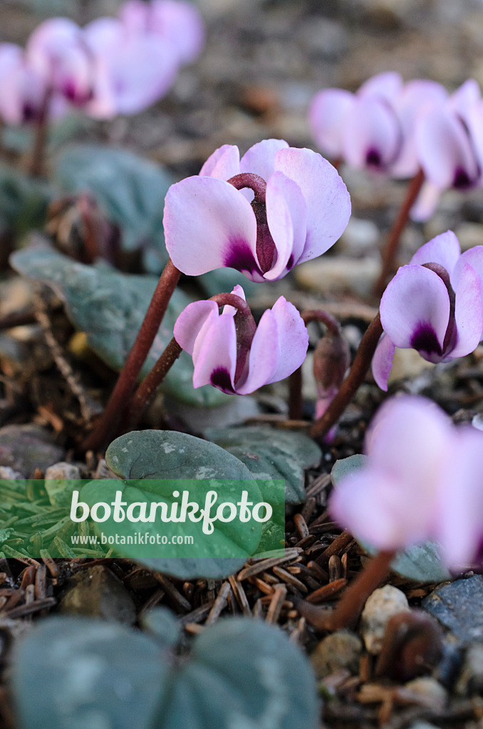 518080 - Cyclamen à feuilles rondes (Cyclamen coum)