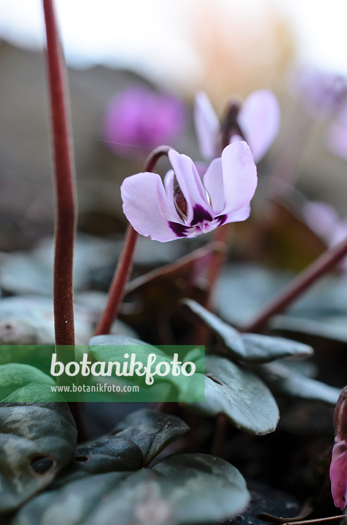 518083 - Cyclamen à feuilles rondes (Cyclamen coum)