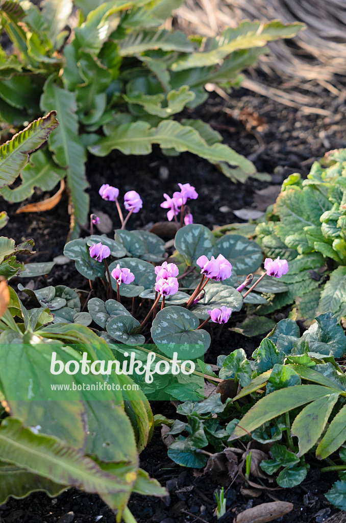 529116 - Cyclamen à feuilles rondes (Cyclamen coum)