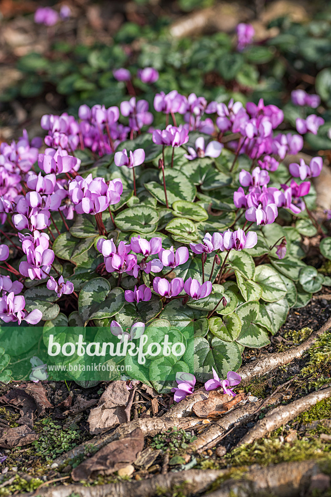 625179 - Cyclamen à feuilles rondes (Cyclamen coum)