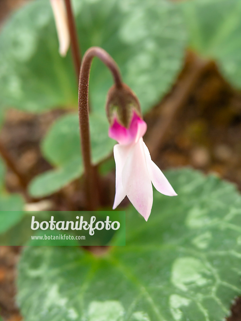 434022 - Cyclamen de Perse (Cyclamen persicum)