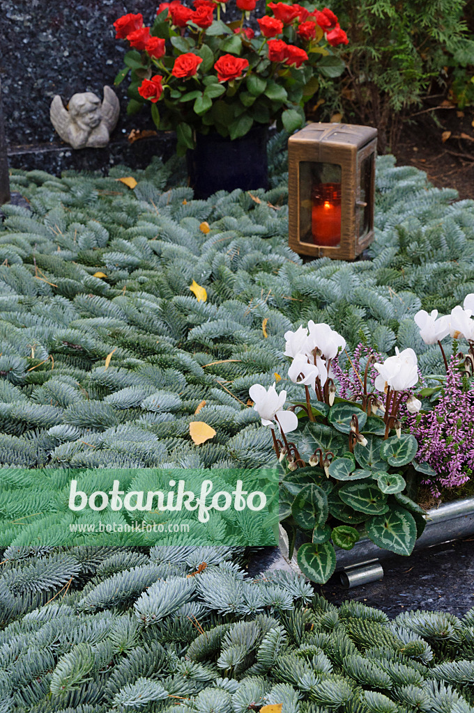 466029 - Cyclamen de Perse (Cyclamen persicum) sur une tombe couverte de branches de sapin