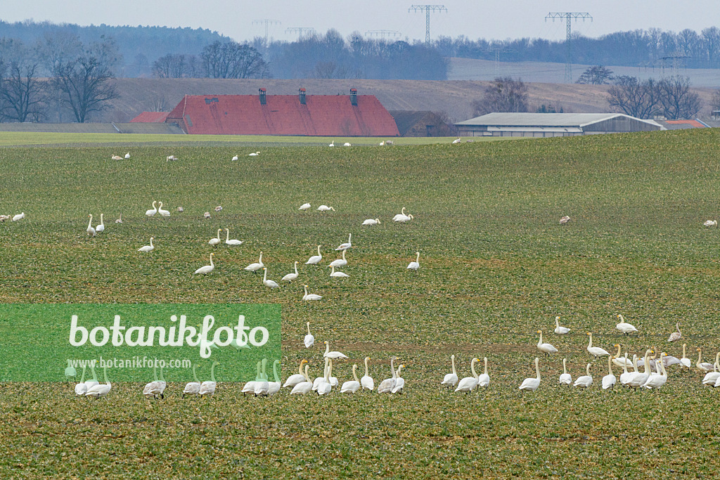 553106 - Cygnes chanteurs (Cygnus cygnus) sur un champ, Brandebourg, Allemagne