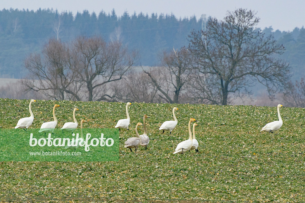 553110 - Cygnes chanteurs (Cygnus cygnus) sur un champ, Brandebourg, Allemagne