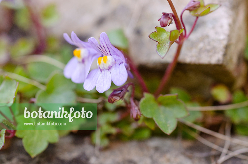 471179 - Cymbalaire des murs (Cymbalaria muralis)