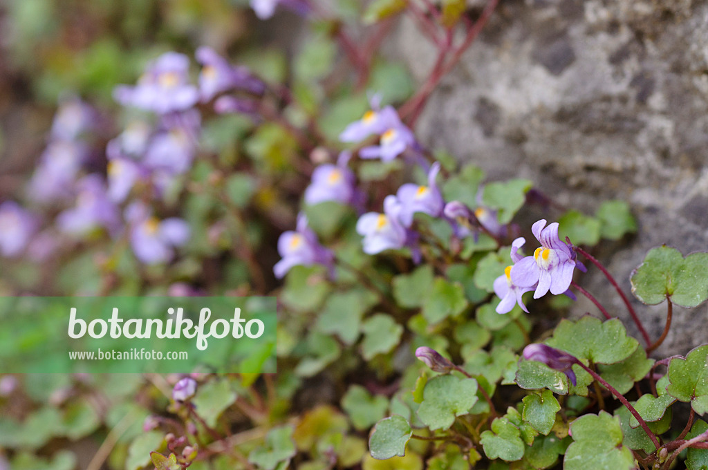 471181 - Cymbalaire des murs (Cymbalaria muralis)