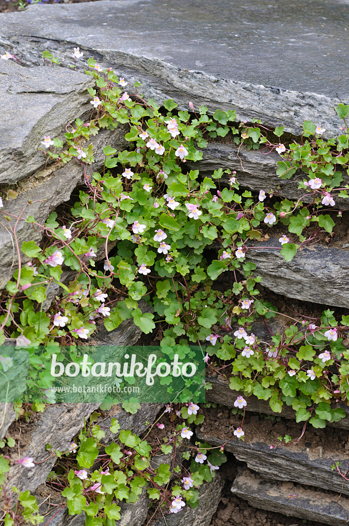 472316 - Cymbalaire des murs (Cymbalaria muralis)