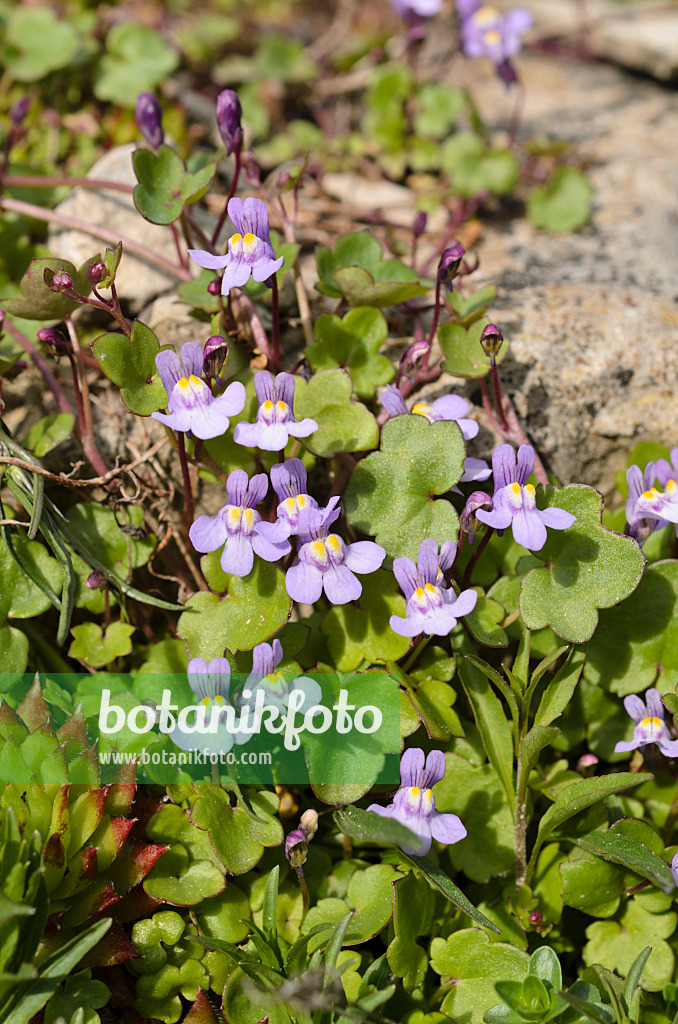 507172 - Cymbalaire des murs (Cymbalaria muralis)