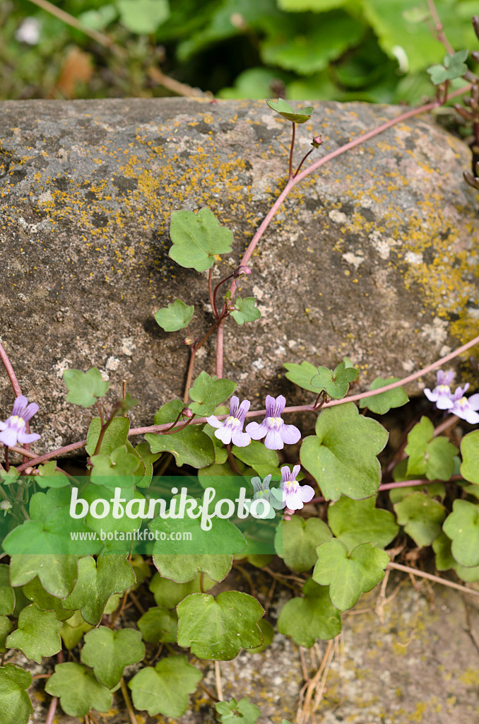 507190 - Cymbalaire des murs (Cymbalaria muralis)