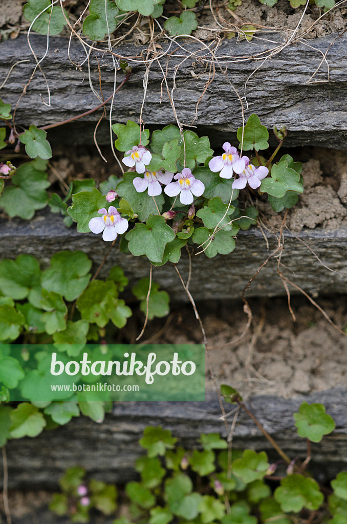 520055 - Cymbalaire des murs (Cymbalaria muralis)