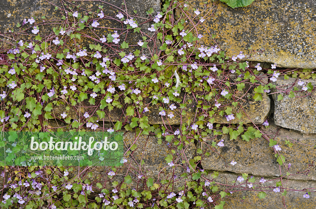 544085 - Cymbalaire des murs (Cymbalaria muralis)