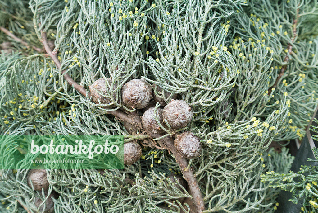 539004 - Cyprès de l'Arizona (Cupressus arizonica 'Glauca')