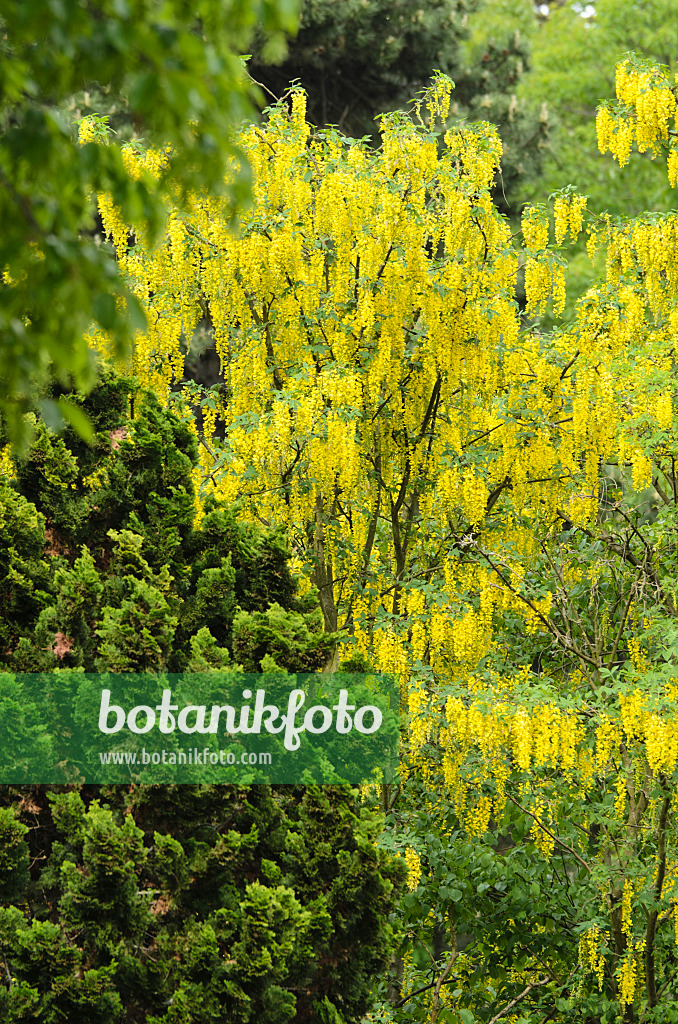 496077 - Cytise faux ébénier (Laburnum anagyroides)