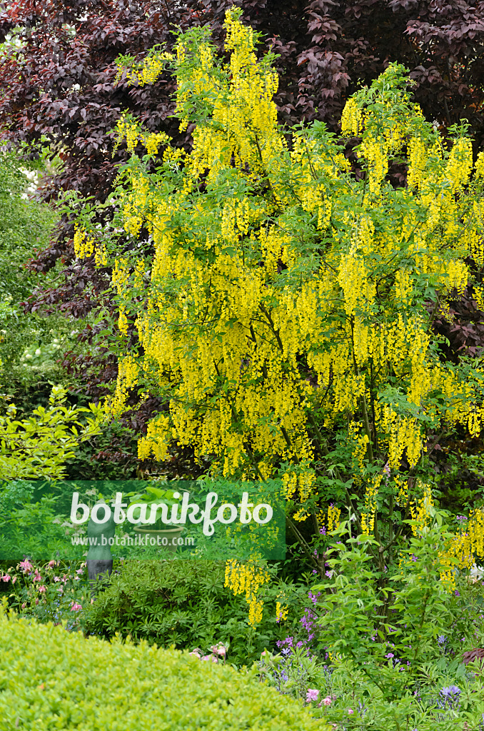 544121 - Cytise faux ébénier (Laburnum anagyroides)