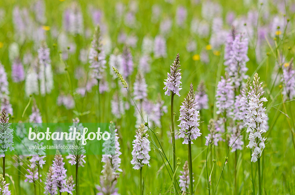 521188 - Dactylorhize tacheté (Dactylorhiza maculata)