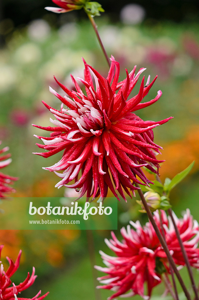 524036 - Dahlia cactus (Dahlia Pfitzers Joker)