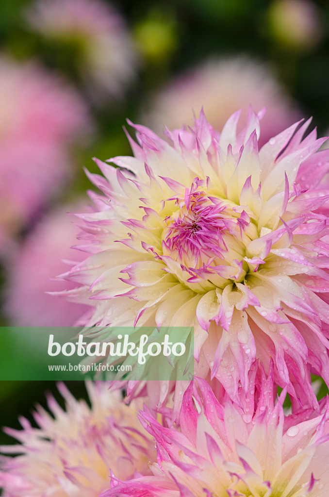 524030 - Dahlia cactus (Dahlia Pinelands Princess)