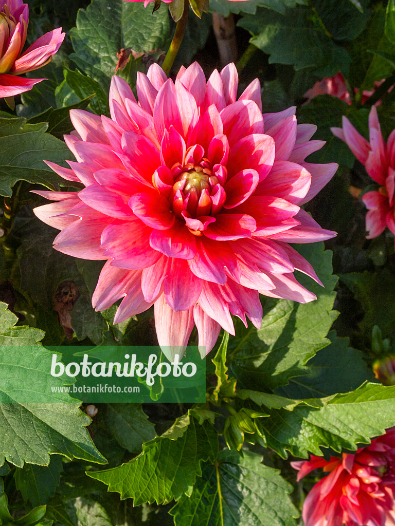 405043 - Dahlia (Dahlia Pink Charm)