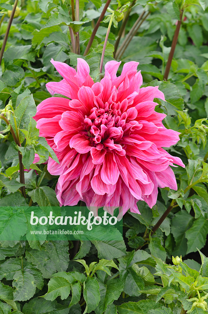 549152 - Dahlia décoratif (Dahlia Emory Paul)