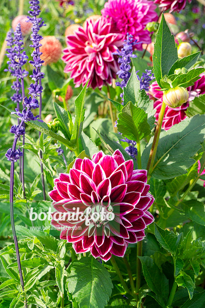 625053 - Dahlia décoratif (Dahlia Purple Pearl)