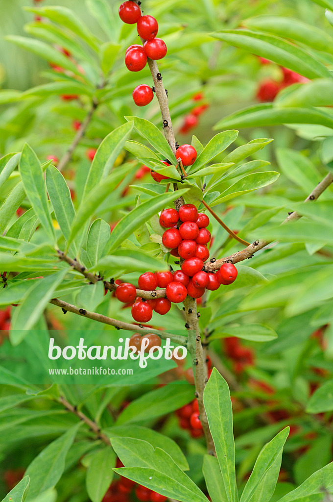 474095 - Daphné bois-gentil (Daphne mezereum)