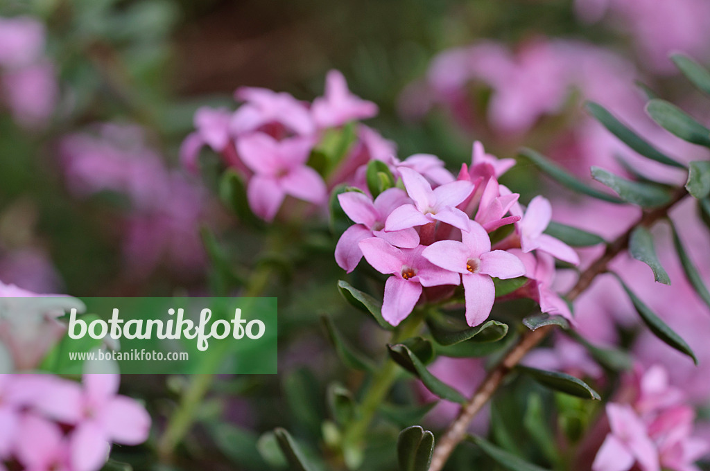 471348 - Daphné camélée (Daphne cneorum)