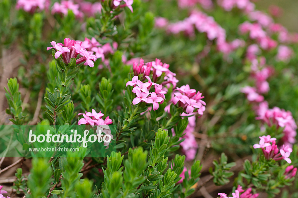 484038 - Daphné camélée (Daphne cneorum)