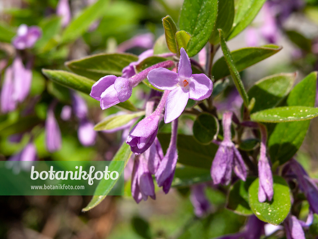 437299 - Daphné lilas (Daphne genkwa)