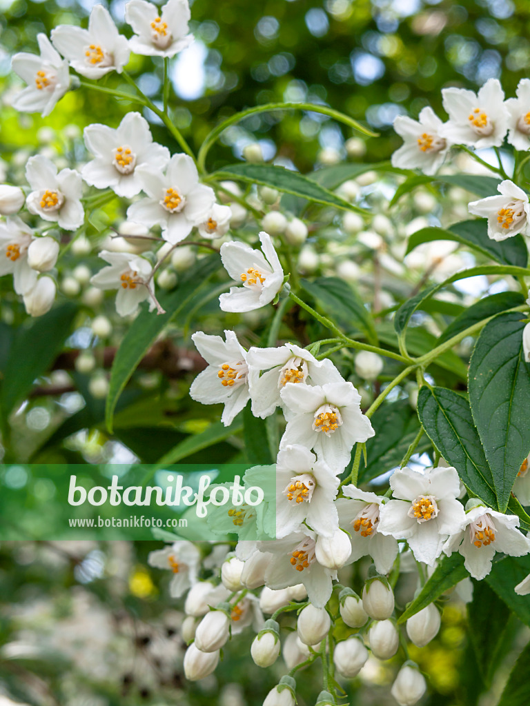 448074 - Deutzia discolor