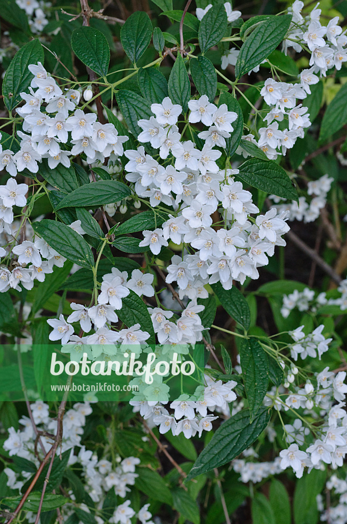 472270 - Deutzia discolor