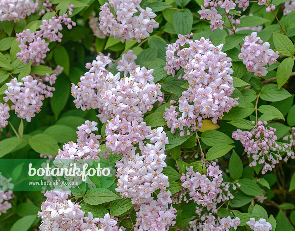 558093 - Deutzia x hybrida 'Mont Rose'