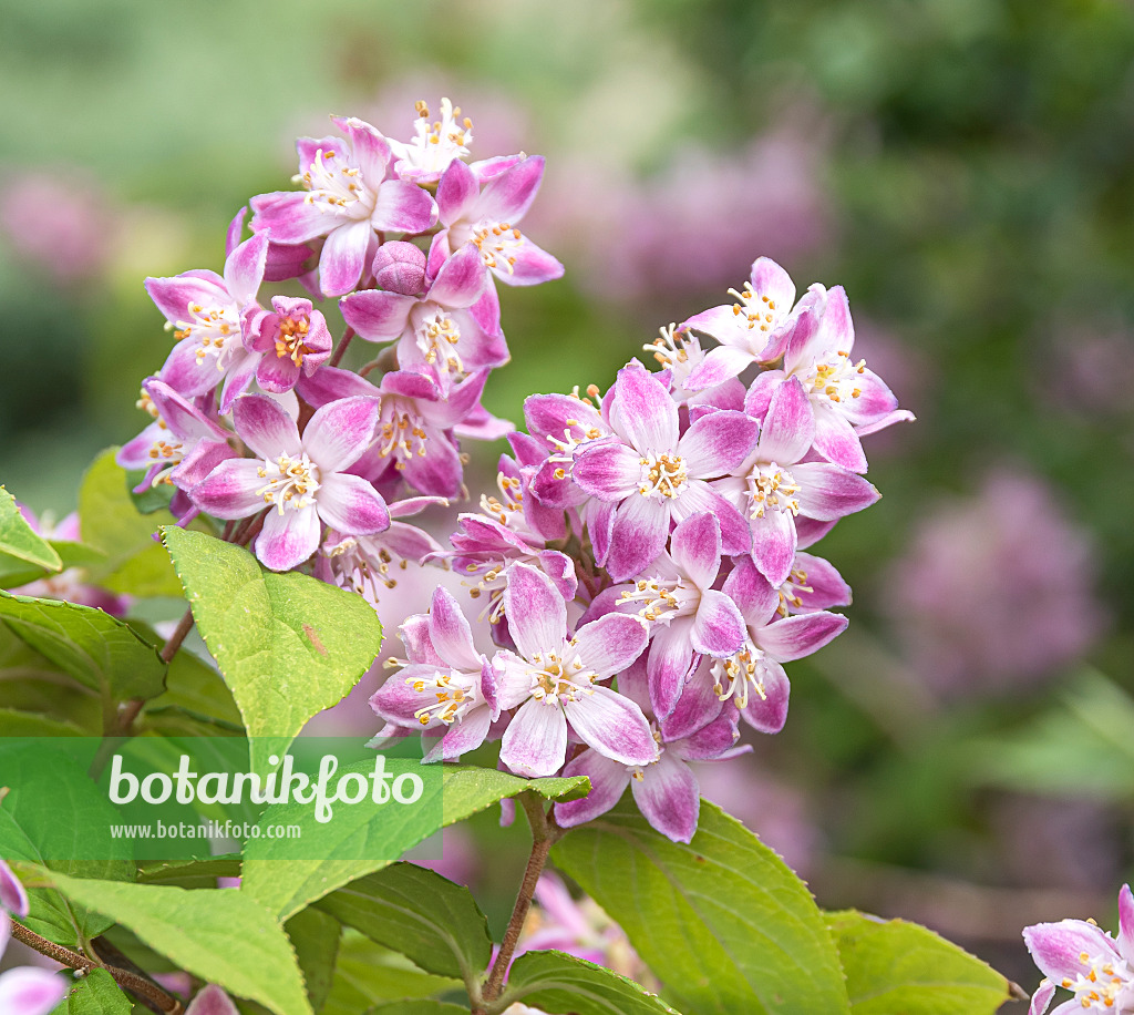 625184 - Deutzia x hybrida 'Tourbillon Rouge'