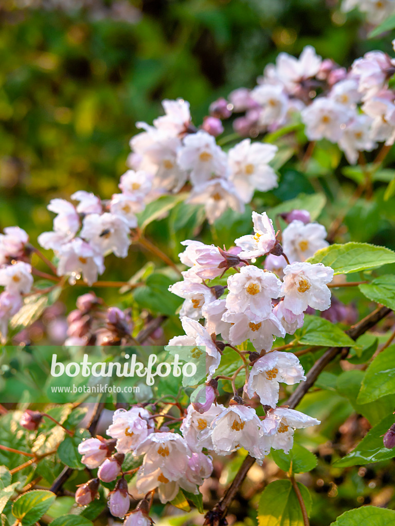 437450 - Deutzia purpurascens