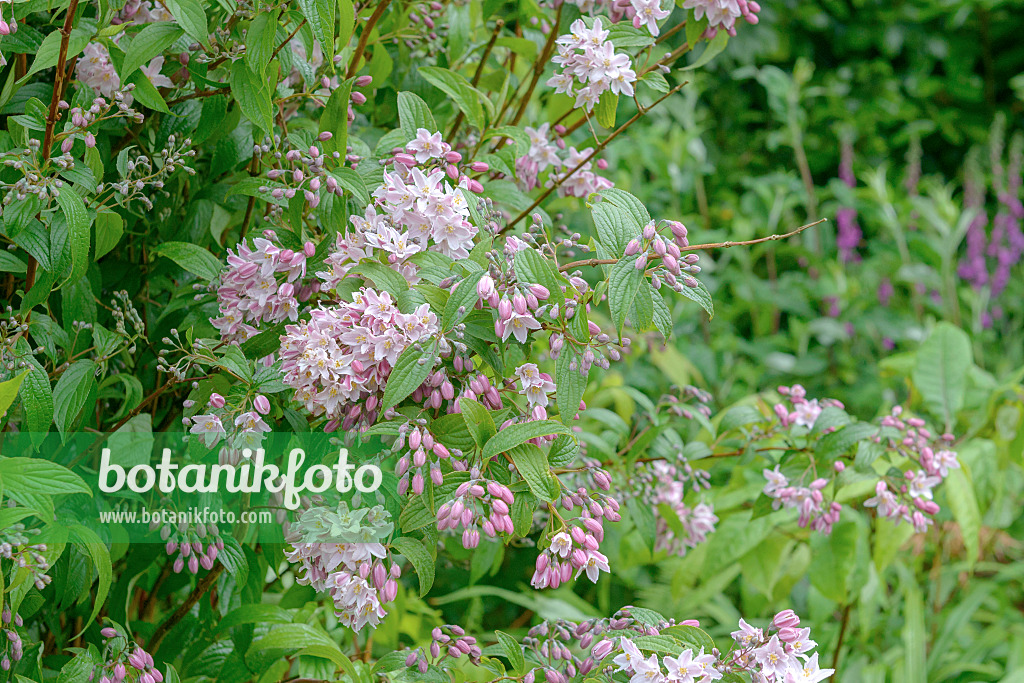 547140 - Deutzia purpurascens 'Kalmiiflora'