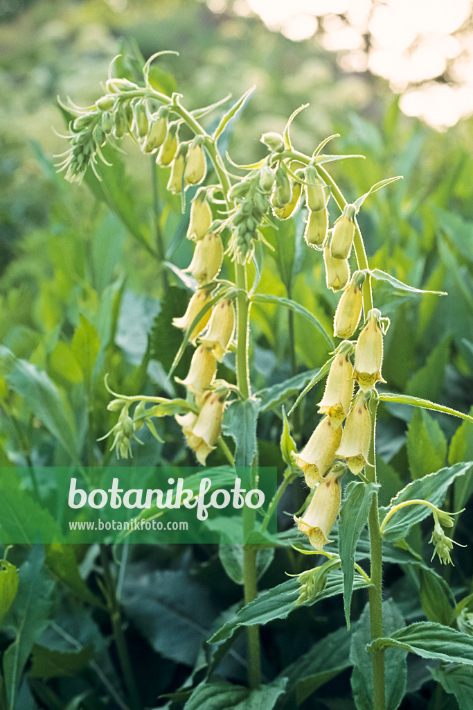 390172 - Digitale à grandes fleurs (Digitalis grandiflora)