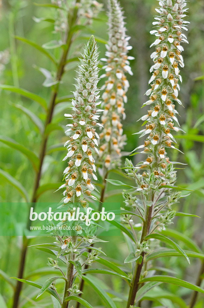 534011 - Digitale (Digitalis leucophaea)