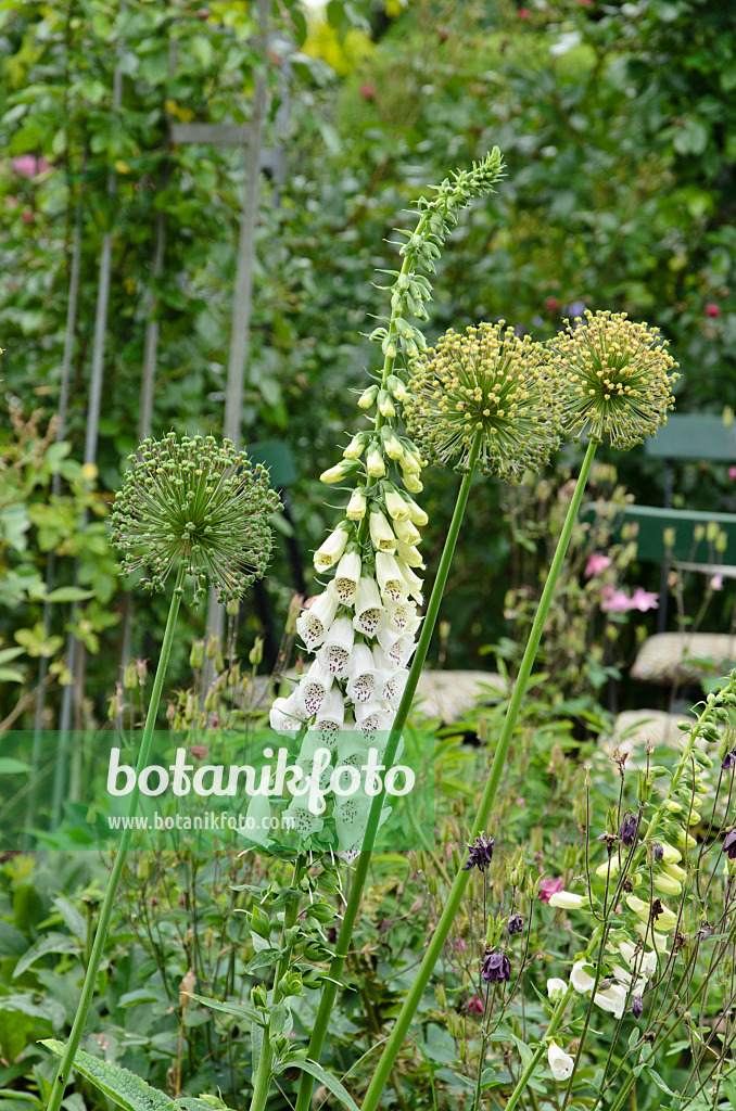 521082 - Digitale pourpre (Digitalis purpurea) et ail d'ornement (Allium)