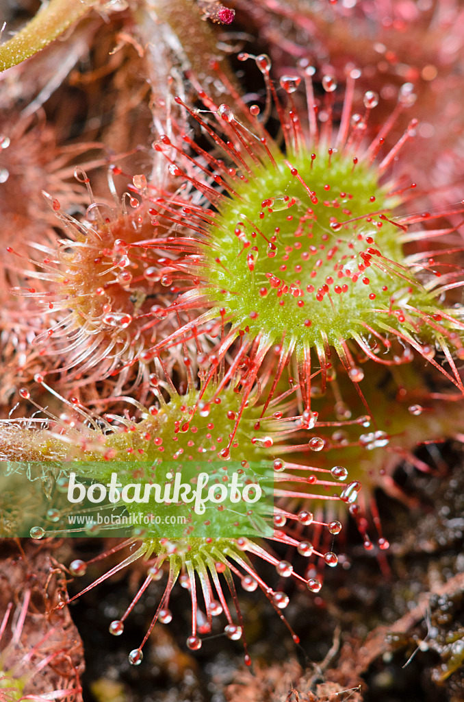 547351 - Drosera à feuilles rondes (Drosera rotundifolia)