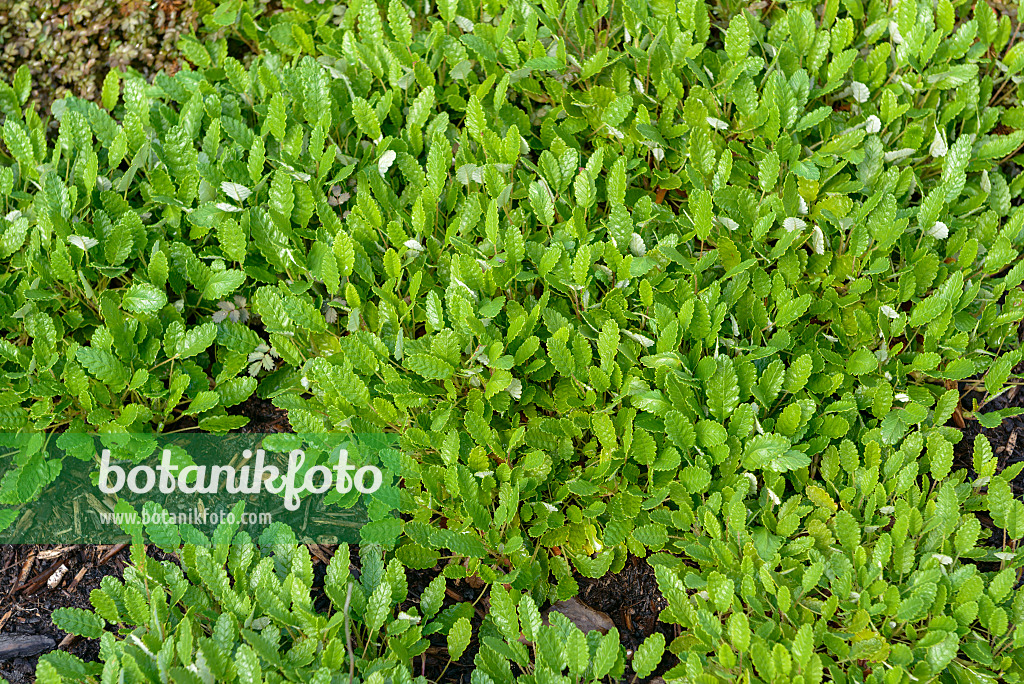 575084 - Dryade (Dryas x suendermannii) 575084 - Dryade (Dryas x suendermannii)